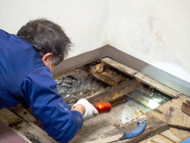 Best Crawl Space Mold Removal  in Desoto Lakes, FL