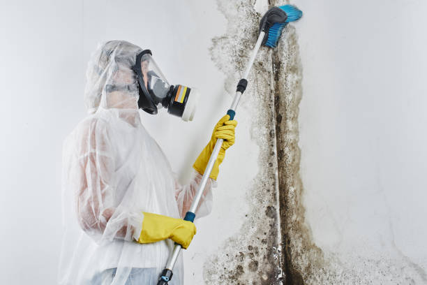 Professional Mold Removal in Desoto Lakes, FL
