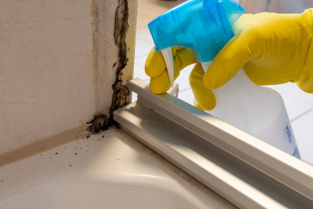 Best Attic Mold Removal  in Desoto Lakes, FL