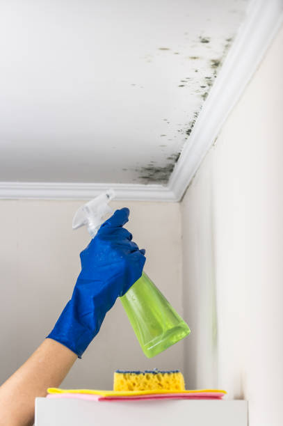 Best Toxic Mold Removal  in Desoto Lakes, FL