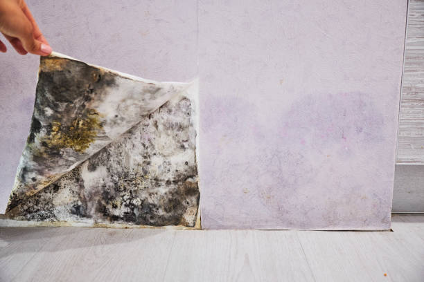 Best Same-Day Mold Removal  in Desoto Lakes, FL